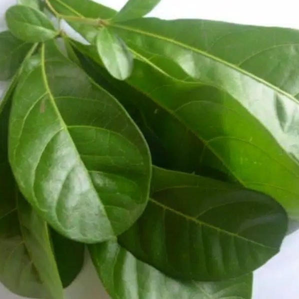 

10 lembar DAUN HERBAL DAUN MAJA SEGAR / DAUN BERENUK DAUN BUAH MAJA