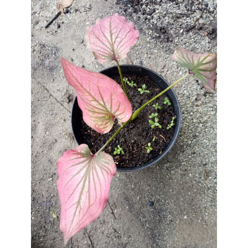 Caladium Infinity