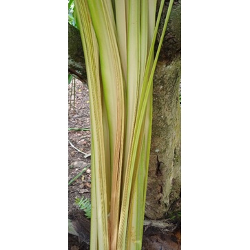 

Janur kelapa buat ketupat