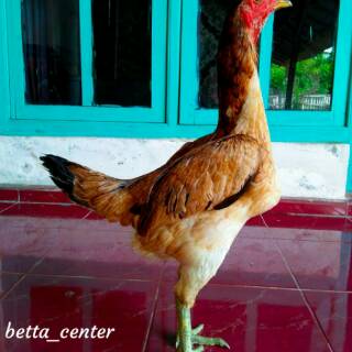 Jual Ayam Kampung Betina Hidup Size Indukan | Shopee Indonesia