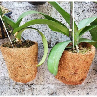  Pot  anggrek sabut  kelapa  Pot  bunga  sabut  kelapa  Pot  