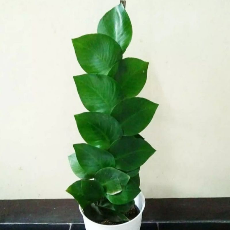 tanaman hias hidup pohon dolar rambat daun besar cilmbilng