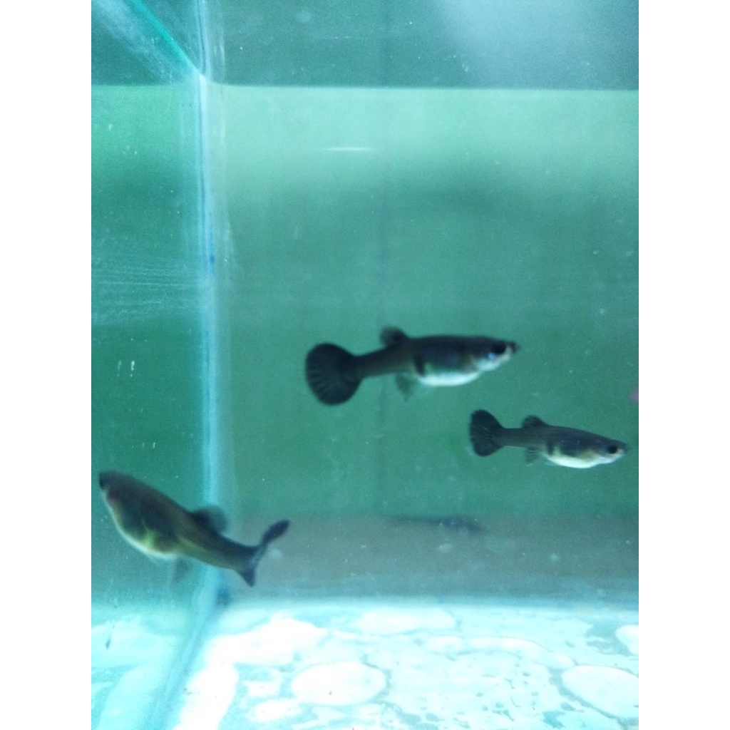 PROMO MURAH Guppy BLACK MOSCOW, albino full red ikan hias aquascape akuarium aquarium