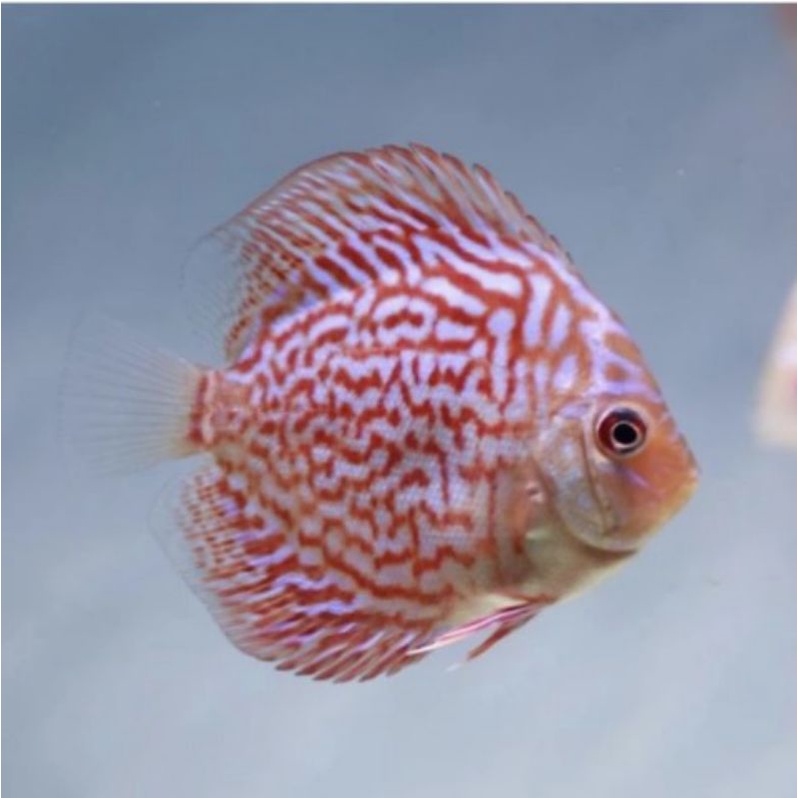 ikan discus leopard