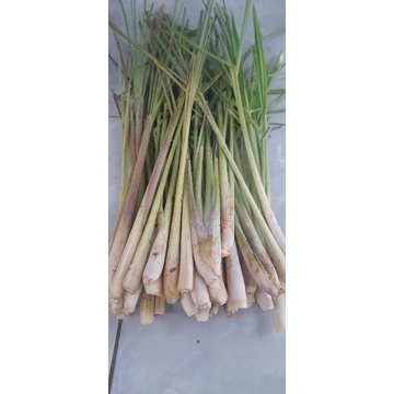 

Jual serai bumbu Atau sereh sayur per 500 grm