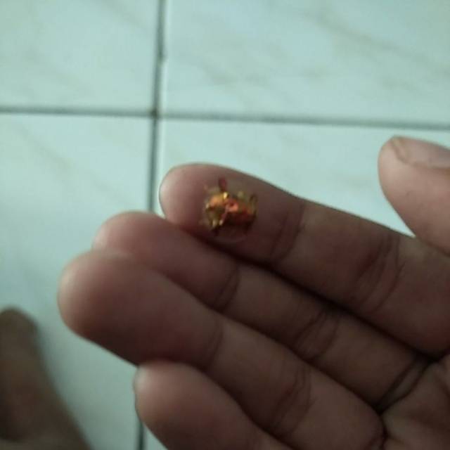 Kumbang emas original