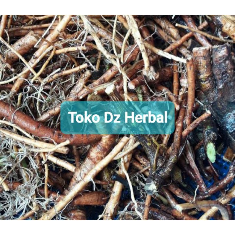 

Akar putri malu segar paket 400 gram-az