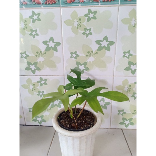 philo dendron florida gossmint philo florida gosmint