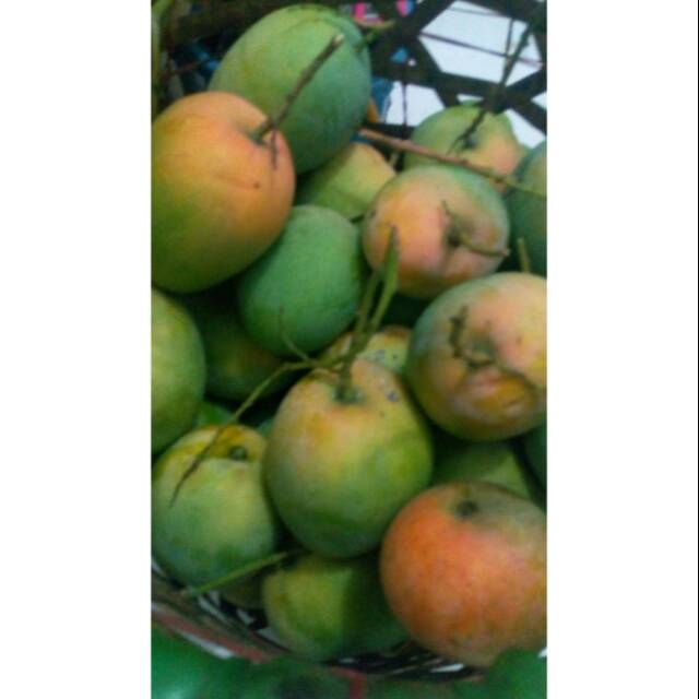 

Mangga gedong gincu indramayu/ 1kg