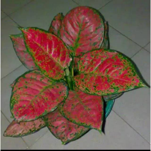 Tanaman hias aglonema dut anjamani-aglonema dut anjamani