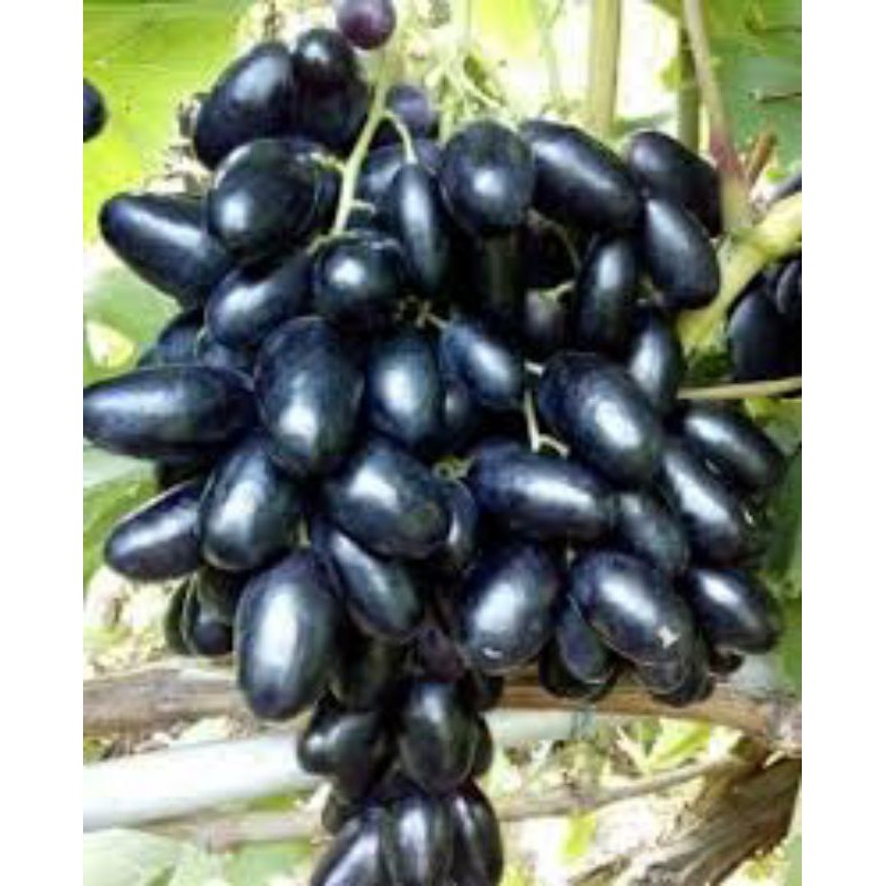 

ANGGUR IMPORT VELIKA GENJAH