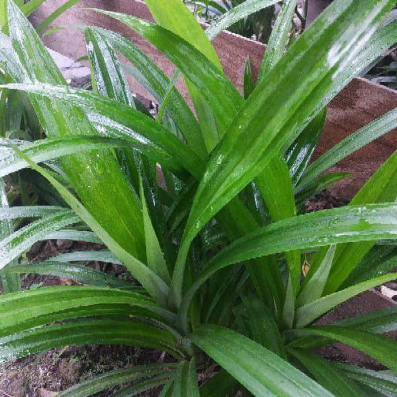 

100 gram daun pandan wangi