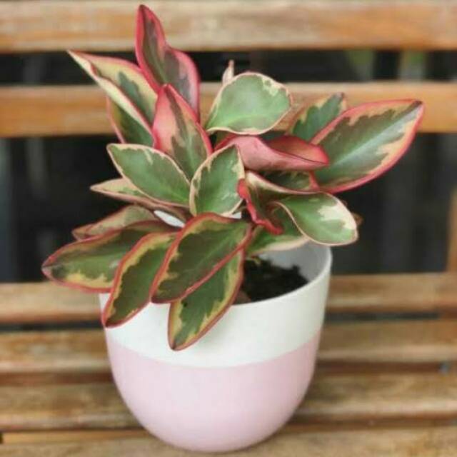 Pohon peperomia merah,  pohon hias indoor