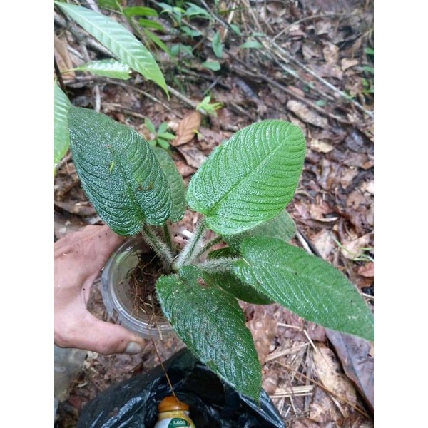 homalomena berbulu sp Borneo