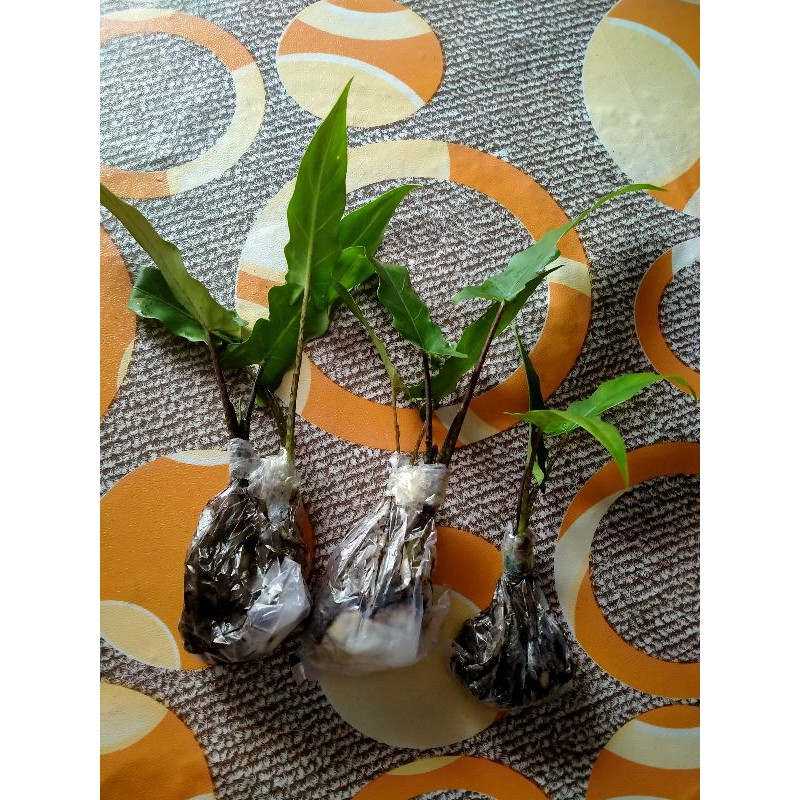 Keris Papua Tanaman hias