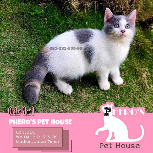 Kucing Telon Jantan / Calico Dilute Harlequin #pherospethouse #pheros_pet_house10