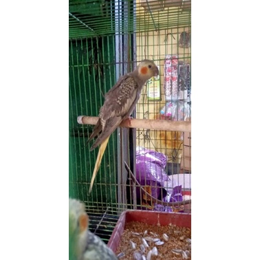 Parkit australia (Falk).