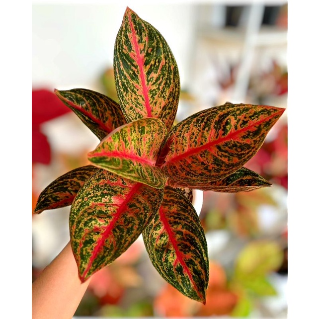 Tanaman Hias Aglonema Widuri / Tanaman hias bunga aglonema aglaonema Widuri Murah merah Tanaman hias