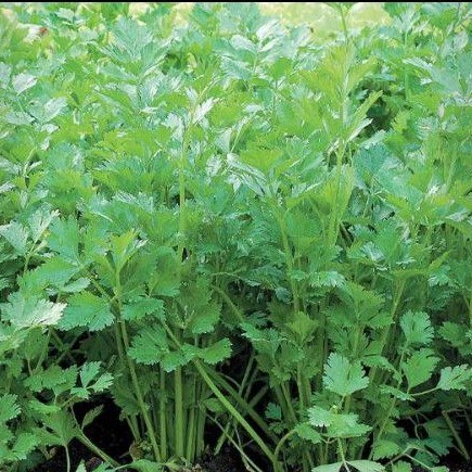 Benih | bibit seledri sayuran | tanaman seledri tabulapot