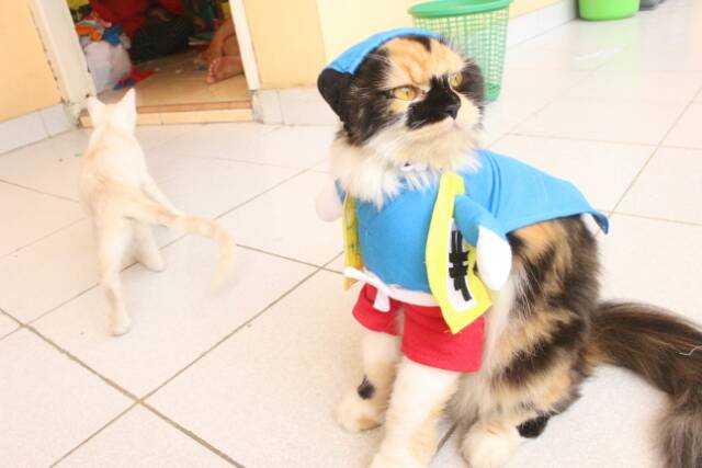 Kostum kucing unik momotaro untuk kucing &amp; anjing /Jual Baju Kucing Terlengkap &amp; Termurah size S-XL