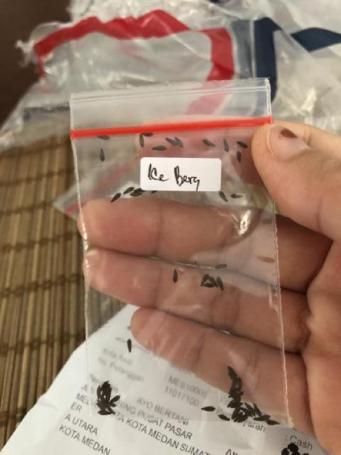 Benih Selada Ice Berg Kemasan Repack Cocok Ditanam Di Pekarangan