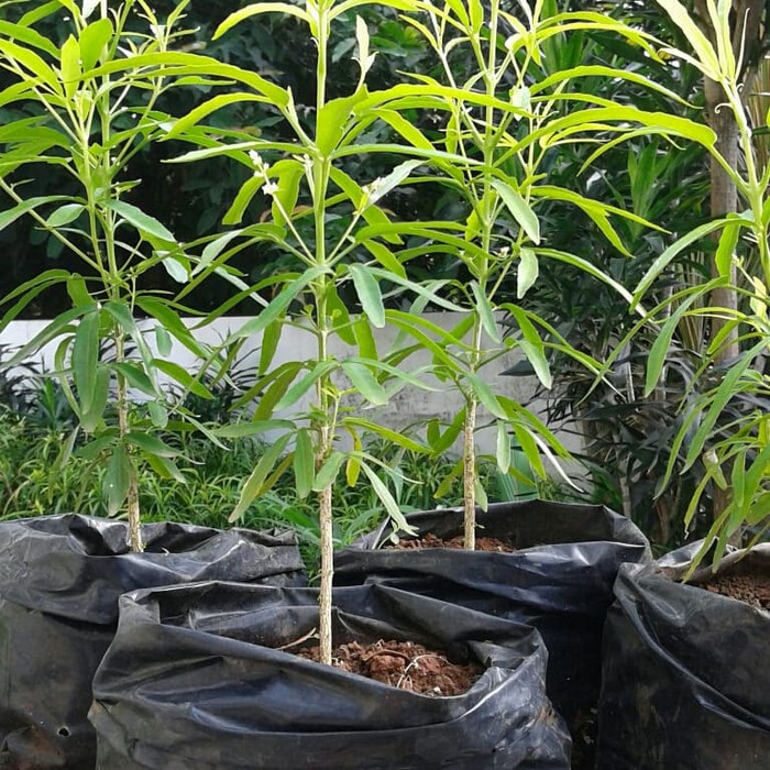 Bibit Tanaman Zodia Bibit Bunga Zodia Pohon Zodia Tanaman Hias Zodia Pengusir Nyamuk