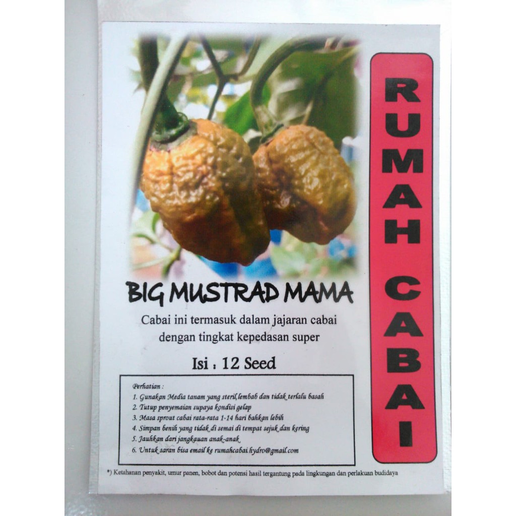BENIH CABAI BIG MUSTRAD MAMA CABAI SUPER PEDAS CABAI TERPEDAS RUMAH CABAI BENIH CABE