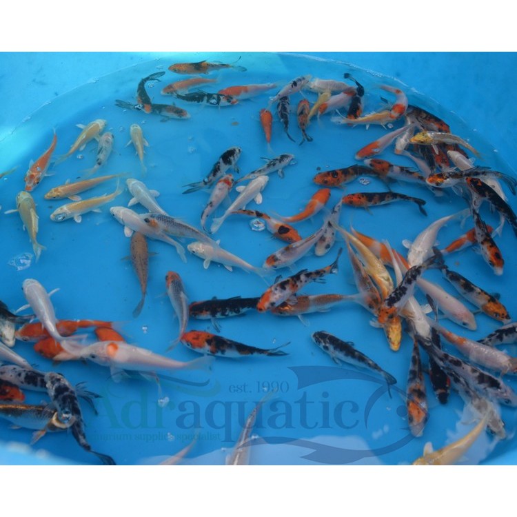 Tempat jual ikan hias terdekat