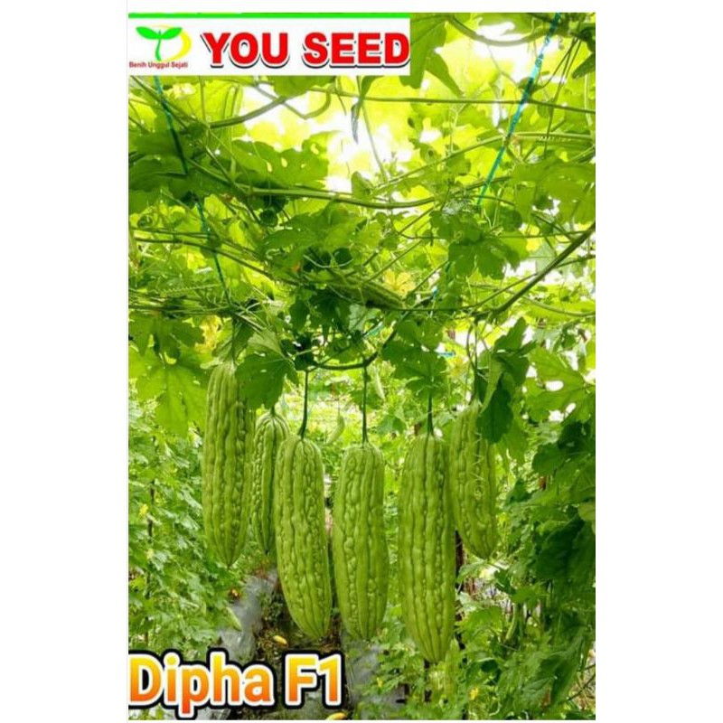 

5 butir paria DIPHA F1