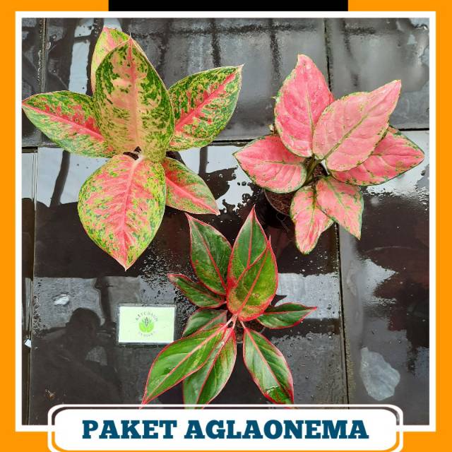 Paket Aglonema Murah ( Mahasety, Pink anjamani, Siam Aurora )