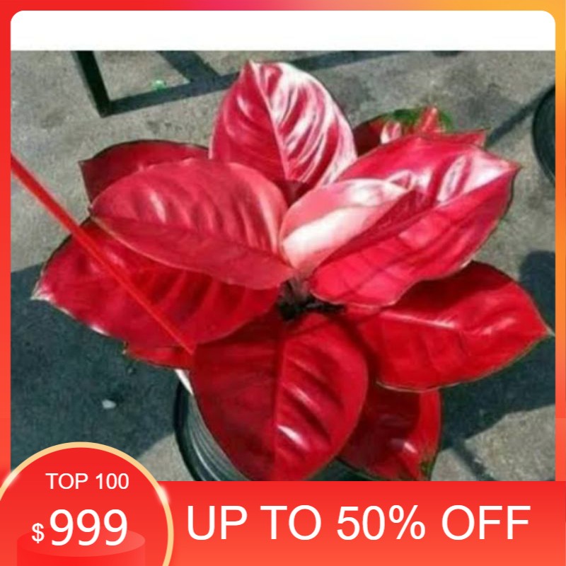 aglonema suksom jaipong remaja