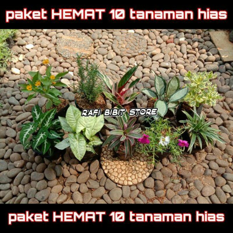 DISKON MURAH  10 jenis tanaman hias indoor