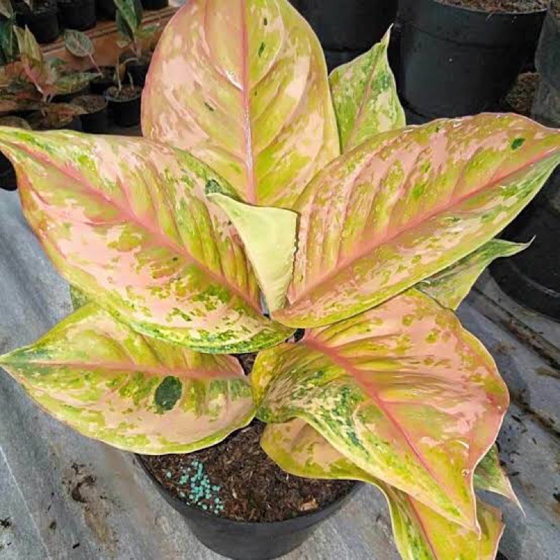 Tanaman hias aglonema bidadari induk