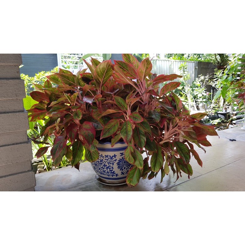 tanaman aglonema lipstik langka