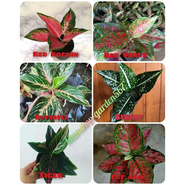 AGLONEMA PAKET ISI 6 JENIS BUNGA AGLONEMA CANTIK TERMURAH √COD