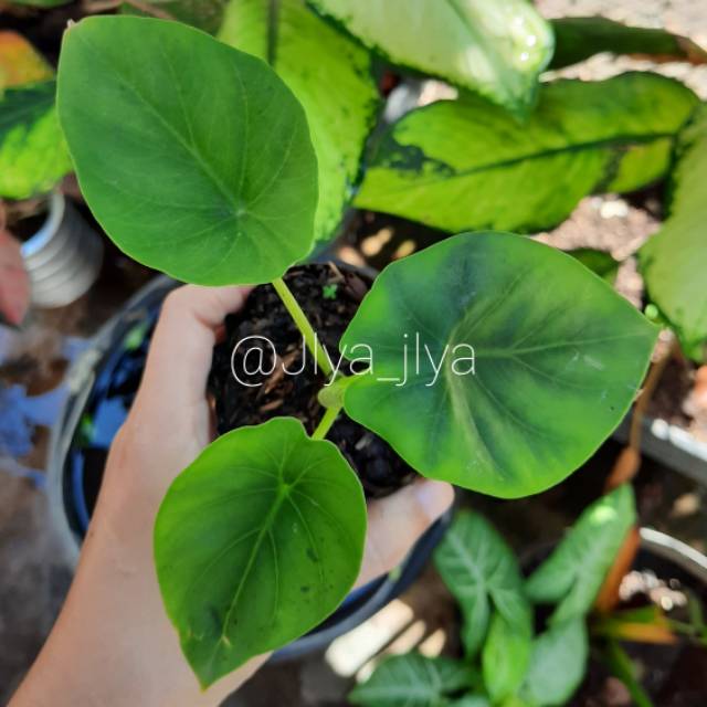 Alokasia tengkorak (hijau)