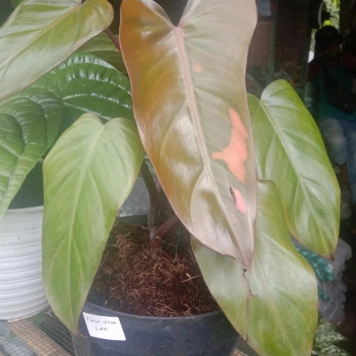 Tanaman Black Cardinal Varigata