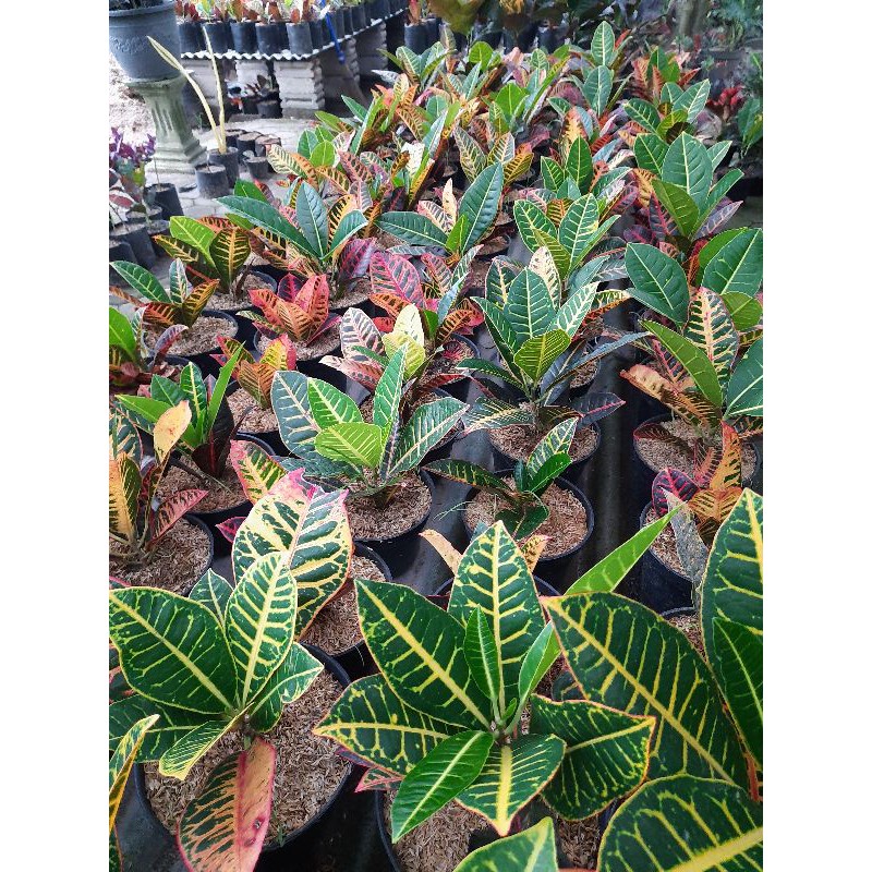 PAKET 11 POHON PURING PROTON IMPORT