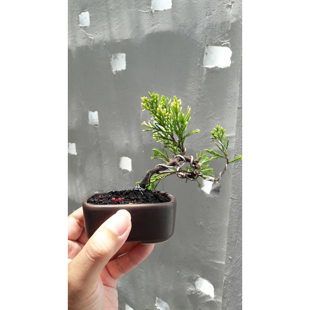 Bonsai mame cemara sinensis gold golden peking