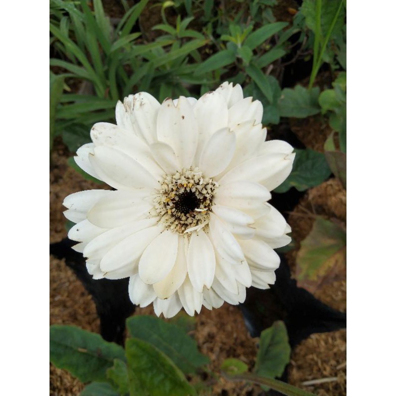 Hebras (herbras) Gerbera bunga putih