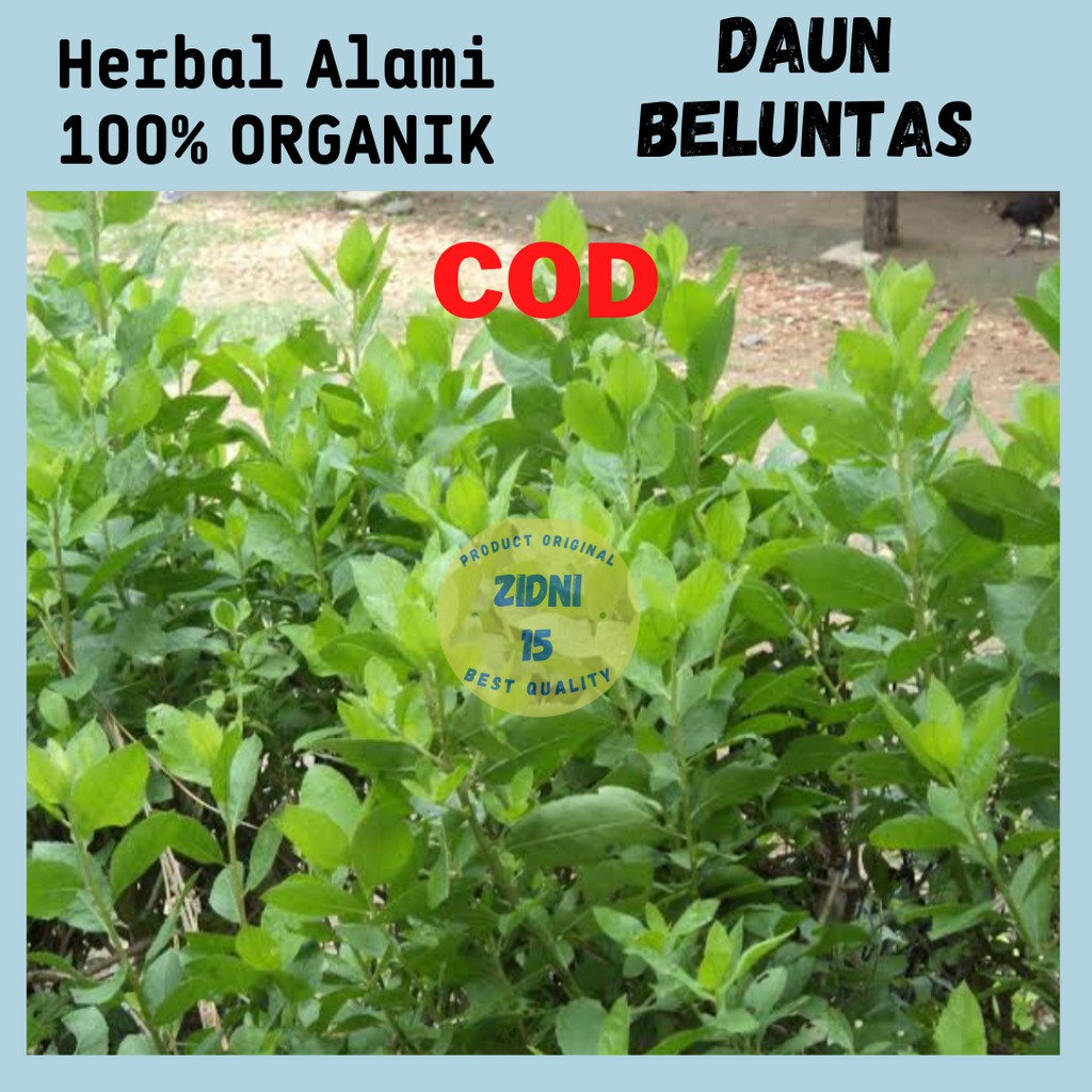 Daun Beluntas Segar TANAMAN BELUNTAS SAYUR