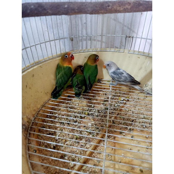 Burung Lovebird/LB/Lakbet Josan/Ijo Standar Paud/Balibu