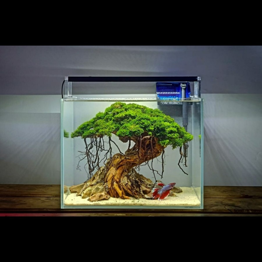 Nickz Aquascape Nano Tank Bonsai Natural Fullset