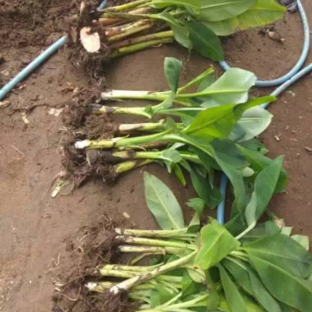 Bibit pohon pisang raja