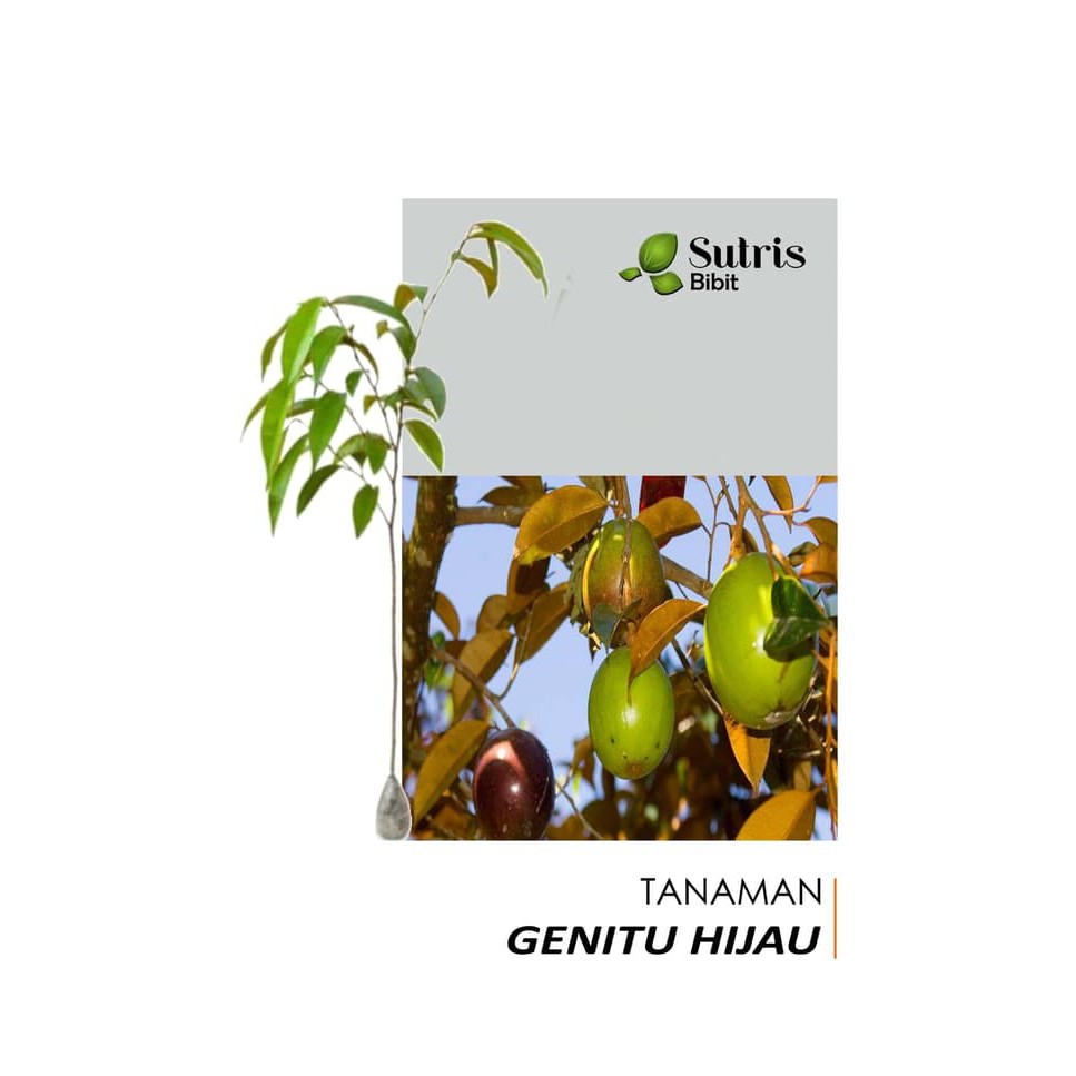 Bibit Tanaman Buah Genitu Hijau/Sawo Hijau