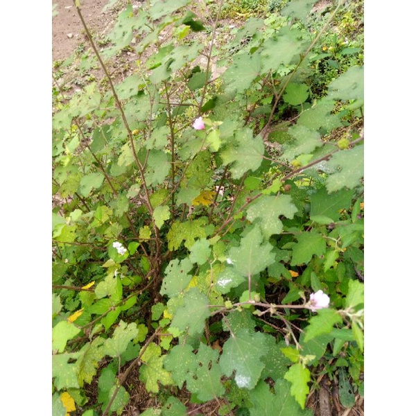 

Daun pulutan/pungpurutan segar 250 grm
