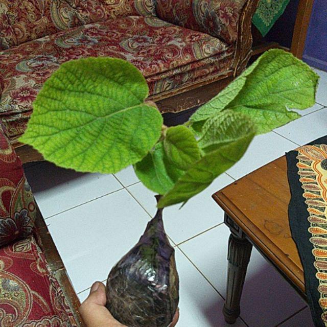 Tanaman Kiwi (buy 1 Get 1)