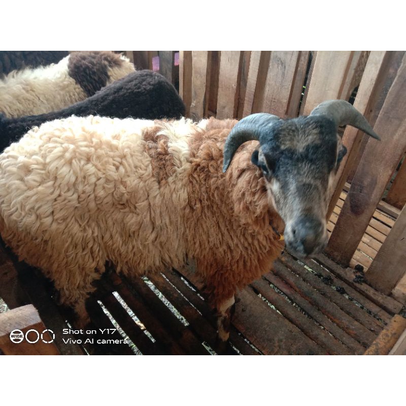 Hewan Qurban Hidup Domba Kambing dan Sapi Termurah Sejabodetabek