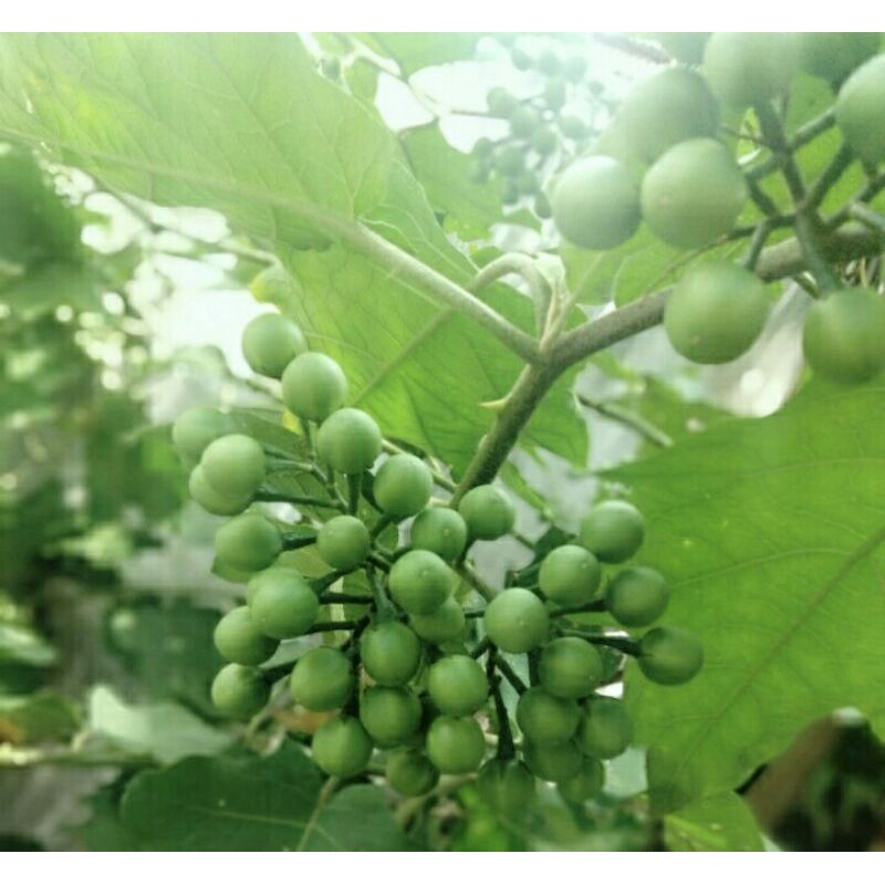 30 Benih bibit rimbang