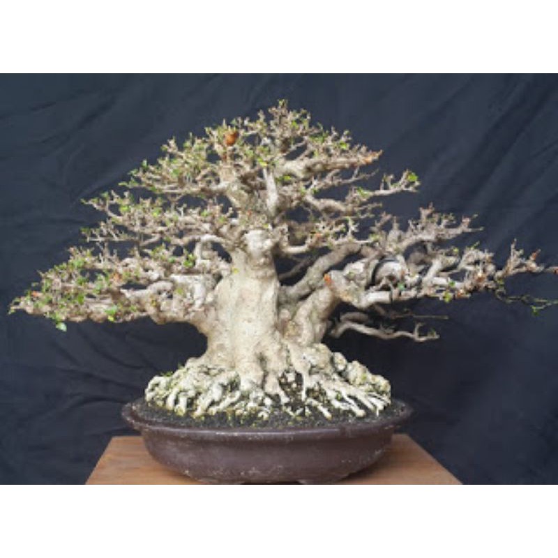 bahan bonsai anting Putri ukuran batang XXL jumbo